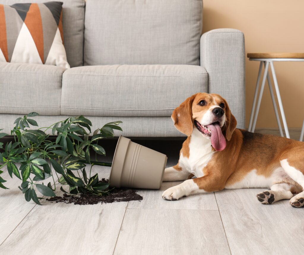 Lisäpalvelut kotisiivous